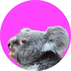 Koala-Gruppenkarte_6.jpg